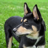PUPPY CHEROKEE - Photo 3