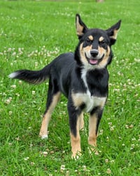 PUPPY CHEROKEE - Photo 4