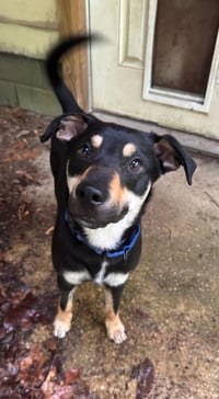 RALPHIE - Photo 3