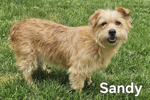 SANDY-FOSTER NEEDED!