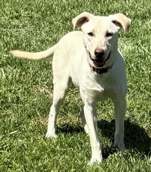 PUPPY OPAL Image