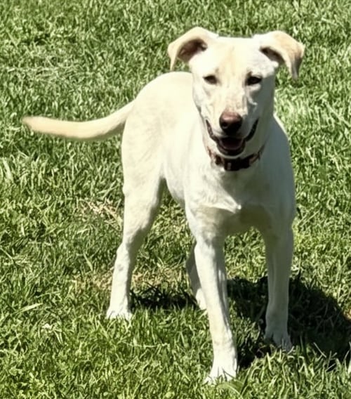 PUPPY OPAL - Yellow Labrador Retriever available for adoption