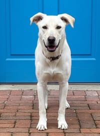 PUPPY OPAL - Photo 2