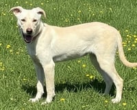 PUPPY OPAL - Photo 3