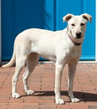 PUPPY OPAL - Photo 4