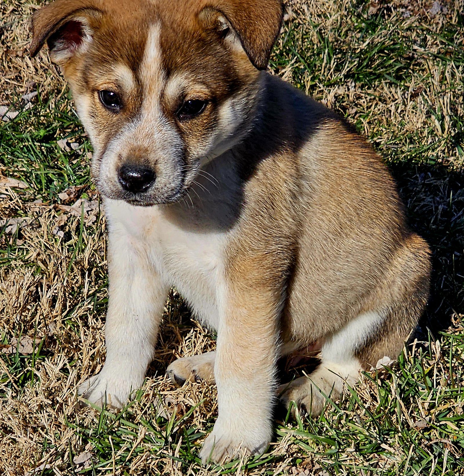 PUPPY JUDE - Labrador Retriever available for adoption