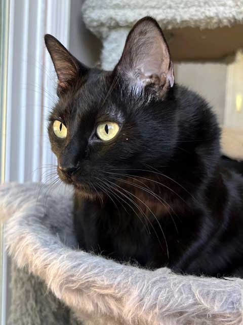 MISS LITTLE LOVE Image