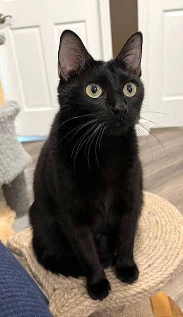 MISS LITTLE LOVE - Domestic Short Hair available for adoption