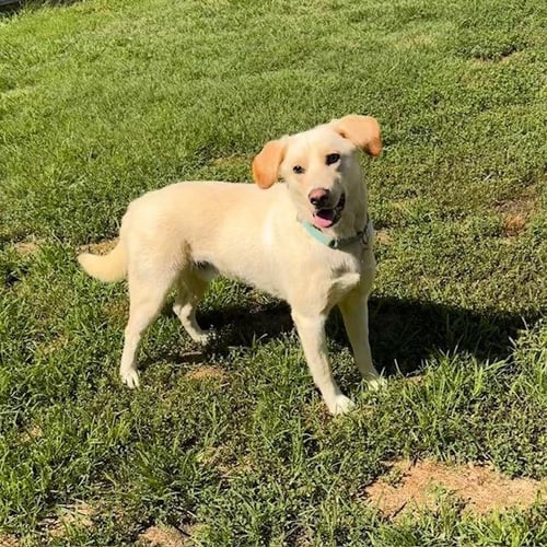VINNIE - Yellow Labrador Retriever available for adoption