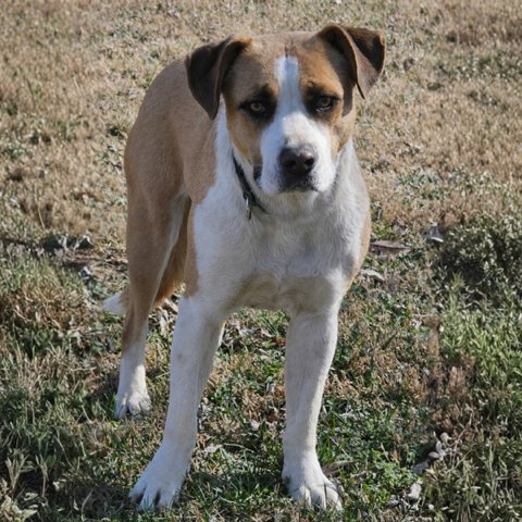 SWEET RUTH - Boxer / Black Mouth Cur available for adoption