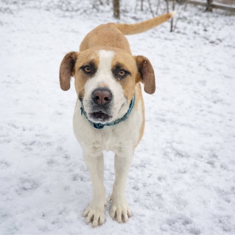 SWEET RUTH - Boxer / Black Mouth Cur available for adoption