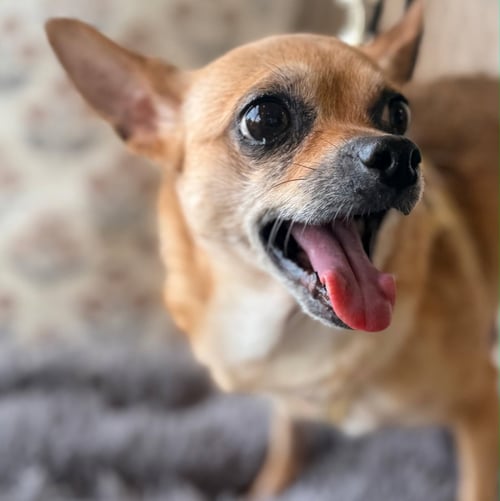 CALM COCOA - Chihuahua available for adoption