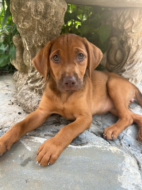 CARAMEL - Coonhound available for adoption