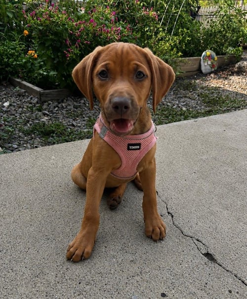 CARAMEL - Coonhound available for adoption