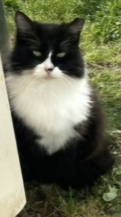 LOLLY - Tuxedo available for adoption