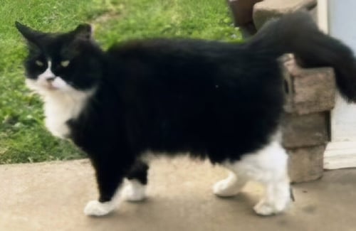 LOLLY - Tuxedo available for adoption