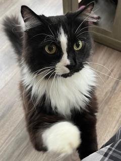 PORSCHE - Domestic Short Hair available for adoption