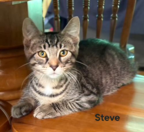 KITTEN HANDSOME STEVE - Tabby available for adoption