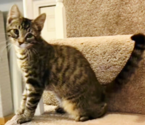 KITTEN HANDSOME STEVE - Tabby available for adoption