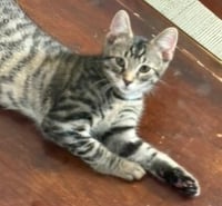 KITTEN HANDSOME STEVE - Photo 3