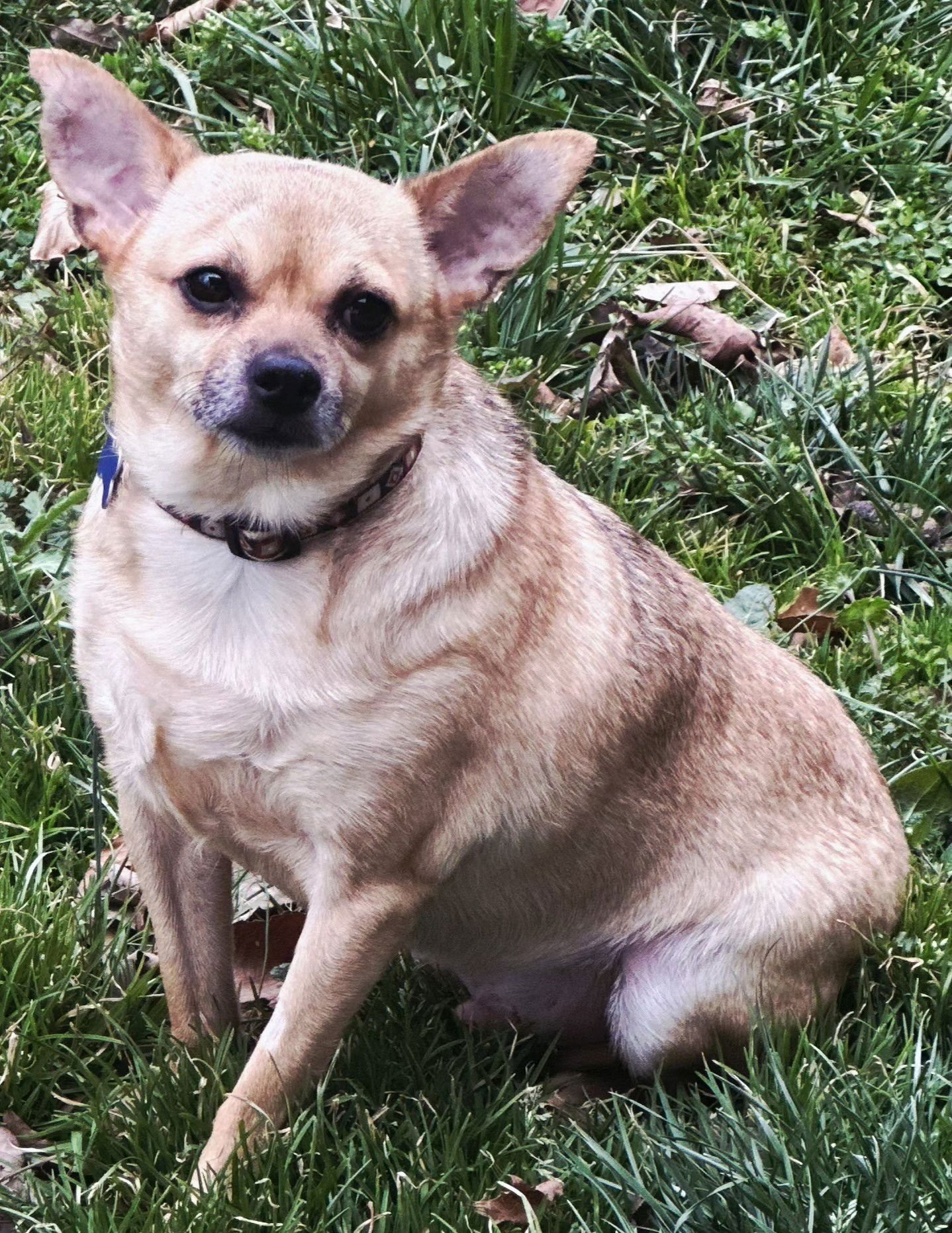 MR. BOB - Chihuahua available for adoption