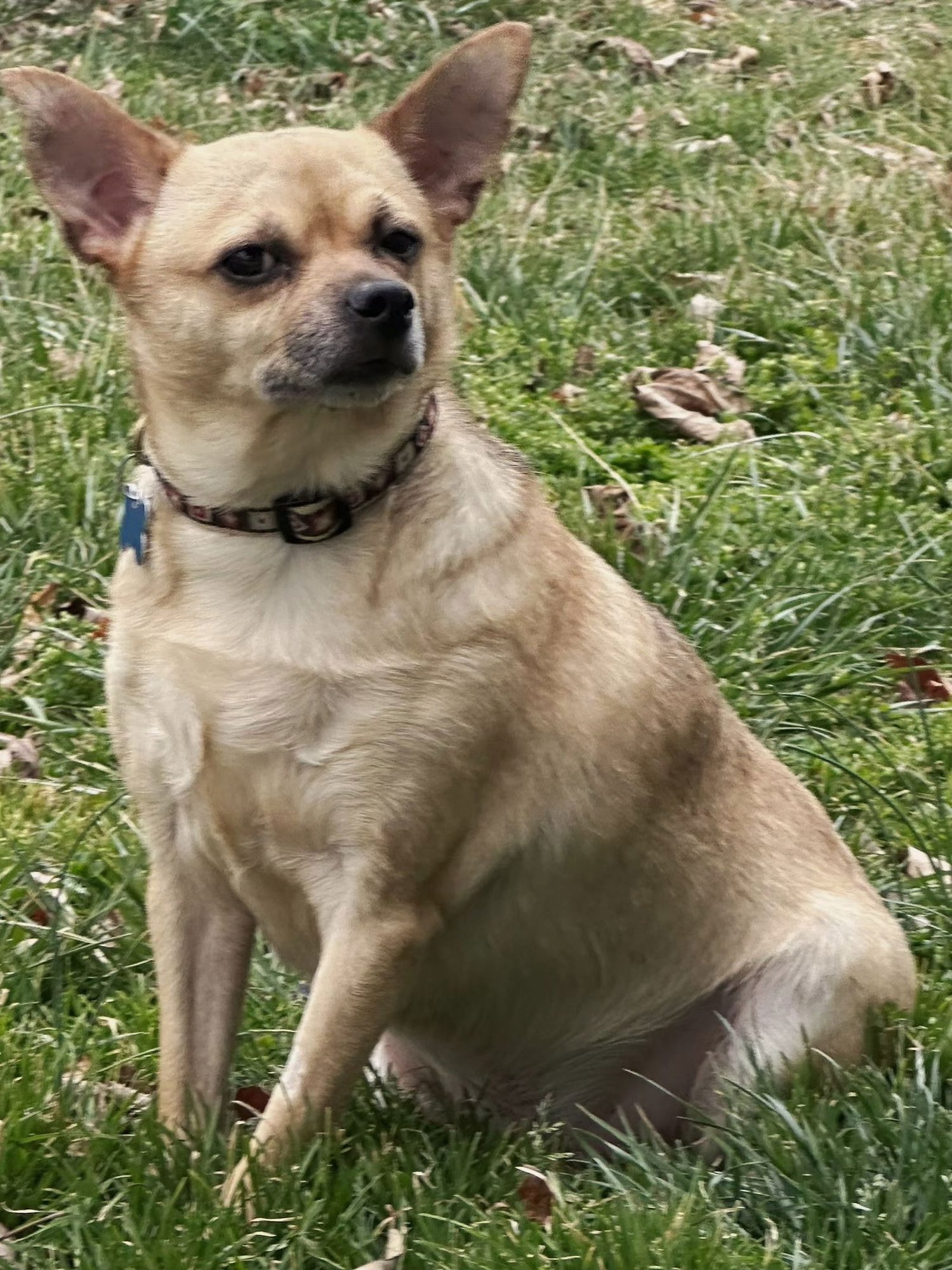 MR. BOB - Chihuahua available for adoption