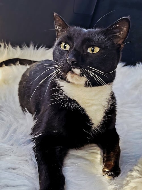 BUD - Tuxedo available for adoption