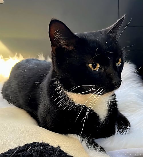 BUD - Tuxedo available for adoption