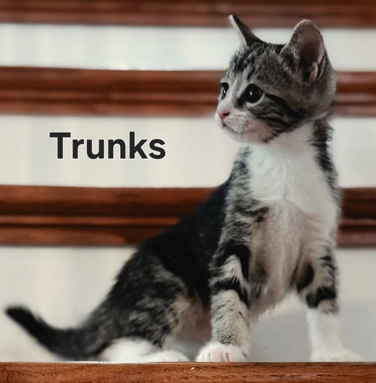 KITTEN TRUNKS Image