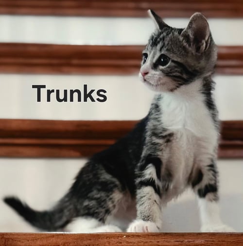 KITTEN TRUNKS - Tabby available for adoption