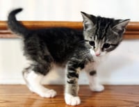 KITTEN TRUNKS - Photo 2