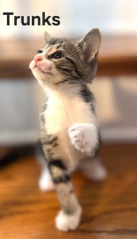 KITTEN TRUNKS - Photo 3