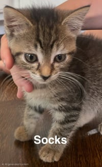 KITTEN KHAOS GROUP - Photo 2