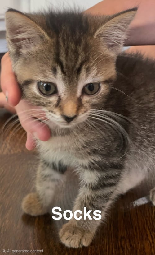 KITTEN KHAOS GROUP - Tabby available for adoption