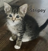 KITTEN KHAOS GROUP - Photo 3