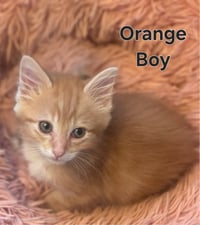 KITTEN KHAOS GROUP - Photo 4