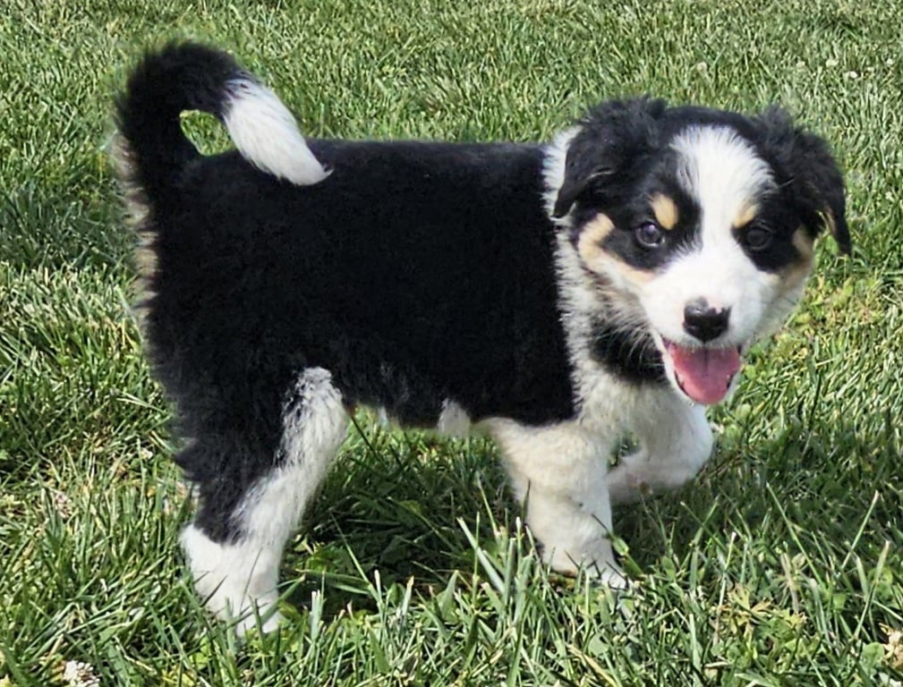 PUPPY WAFFLES Image