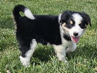 PUPPY WAFFLES - Photo 1