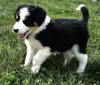 PUPPY WAFFLES - Photo 2