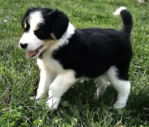 PUPPY WAFFLES - Border Collie available for adoption
