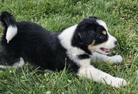 PUPPY WAFFLES - Photo 3