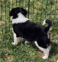 PUPPY WAFFLES - Photo 4