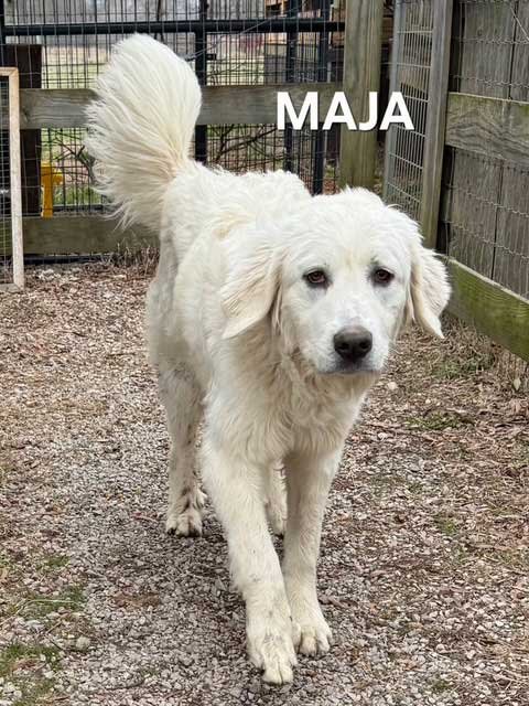 MAJA  9 MOS GENTLE - Great Pyrenees available for adoption