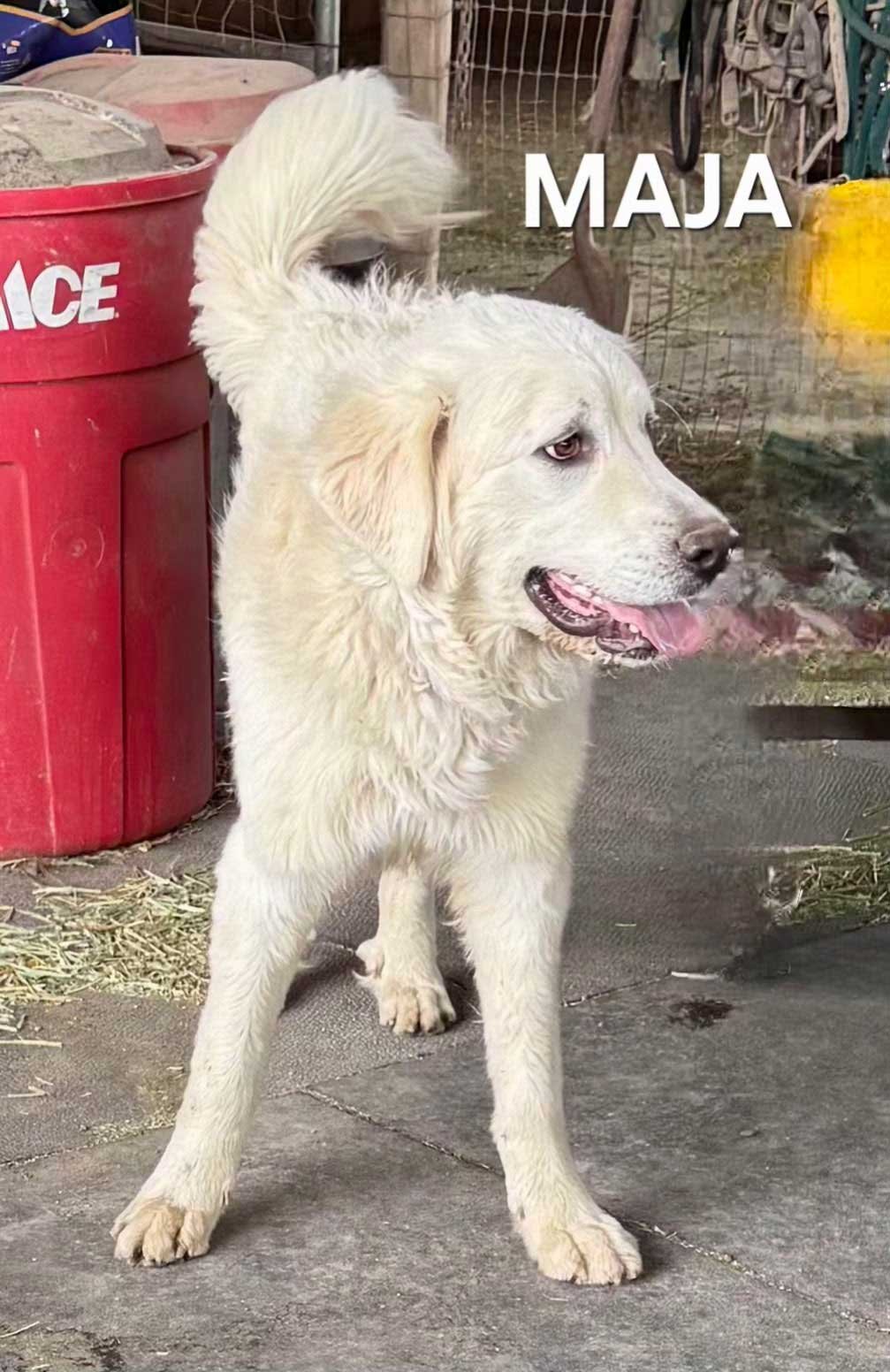 MAJA  9 Mos GENTLE - Photo 4