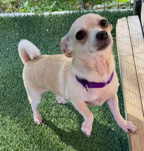 ANGEL-8 LB TEACUP CHIHUAHUA - Chihuahua available for adoption