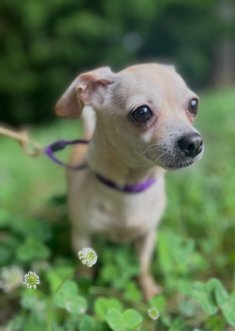 ANGEL-8 LB TEACUP CHIHUAHUA - Chihuahua available for adoption