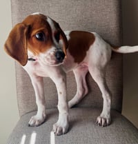 PUPPY BUTTONS - Photo 4