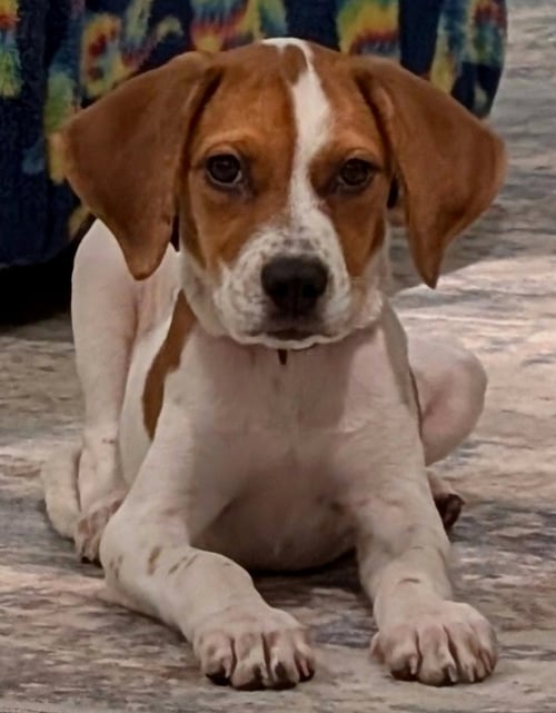 PUPPY BUTTONS - Beagle available for adoption