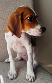 PUPPY BUTTONS - Photo 3