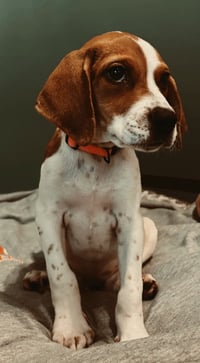 PUPPY BUTTONS - Photo 2